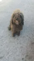 Tobias
