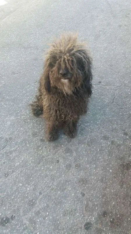 Cachorro ra a poodle idade 2 anos nome Tobias