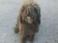 Tobias