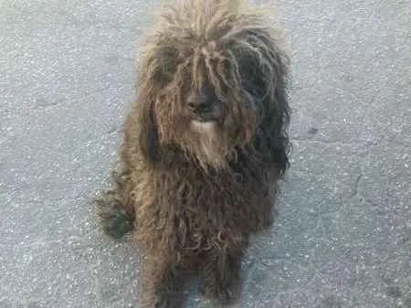Cachorro ra a poodle idade 2 anos nome Tobias