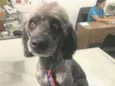 Tobias