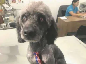 Cachorro raça poodle idade 2 anos nome Tobias