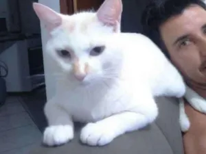Gato raça Angorá  idade 1 ano nome Abel