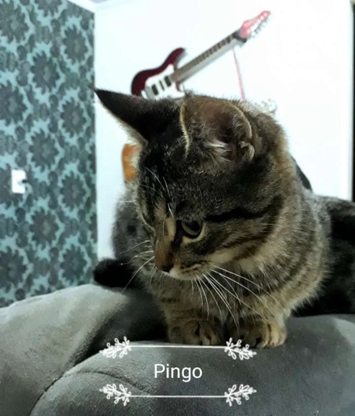 Gato ra a Vira-lata idade 7 a 11 meses nome Pingo (castrado)