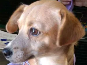 Cachorro raça SRD idade 1 ano nome MARI