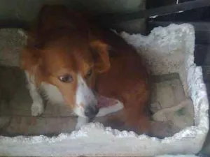 Cachorro raça srd idade Abaixo de 2 meses nome 8 filhotes