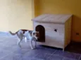 Paçoca