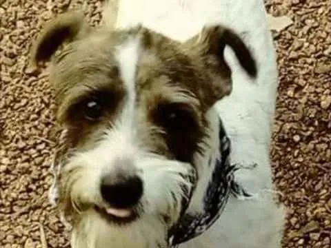 Cachorro ra a SRD idade 2 anos nome Caio