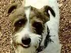 Cachorro raça SRD idade 2 anos nome Caio