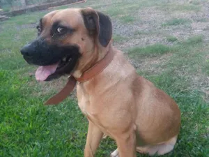 Cachorro raça Labrador idade 3 anos nome Jade