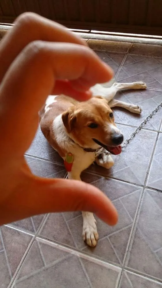 Cachorro ra a Srd idade 1 ano nome Paçoca