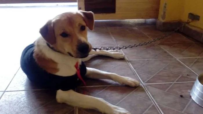 Cachorro ra a Srd idade 1 ano nome Paçoca