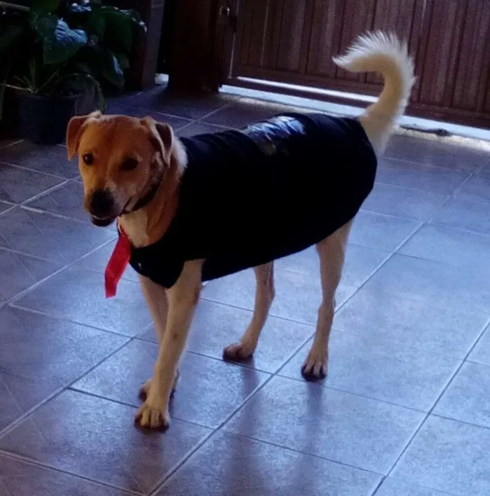 Cachorro ra a Srd idade 1 ano nome Paçoca