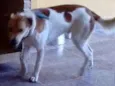 Paçoca
