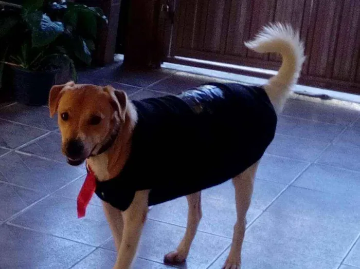 Cachorro ra a Srd idade 1 ano nome Paçoca