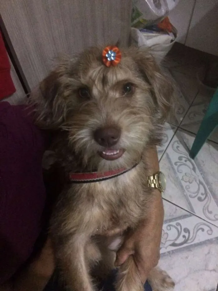 Cachorro ra a  idade 1 ano nome Lolla 2