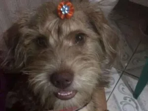 Cachorro raça  idade 1 ano nome Lolla 2