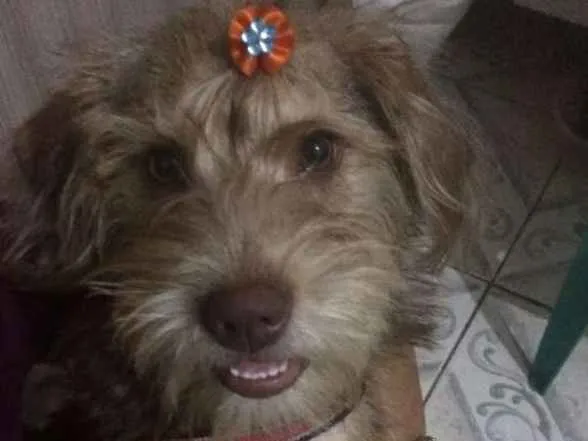 Cachorro ra a  idade 1 ano nome Lolla 2