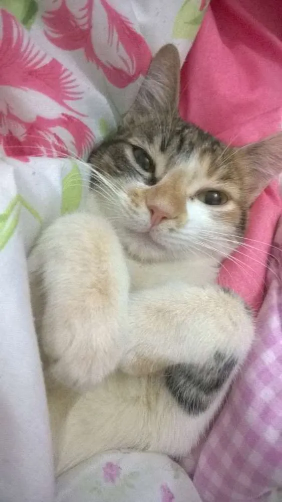 Gato raça Srd idade 7 a 11 meses nome Lupita e nina 