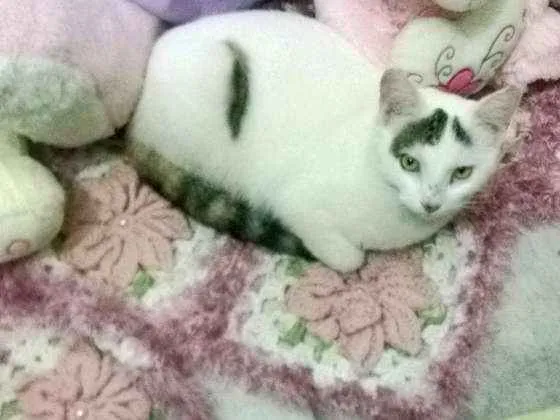 Gato raça Srd idade 7 a 11 meses nome Lupita e nina 