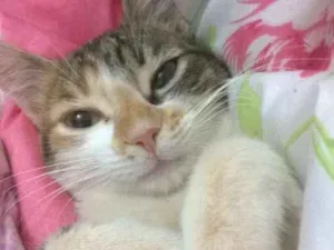 Gato raça Srd idade 7 a 11 meses nome Lupita e nina 