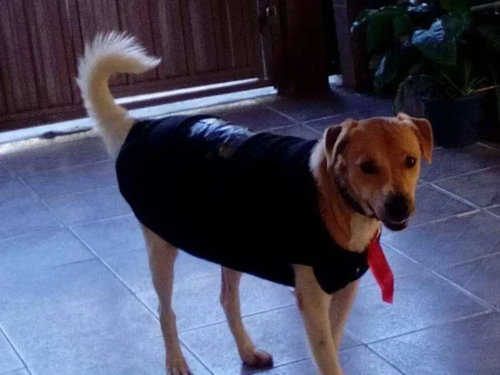 Cachorro ra a Srd idade 1 ano nome Paçoca