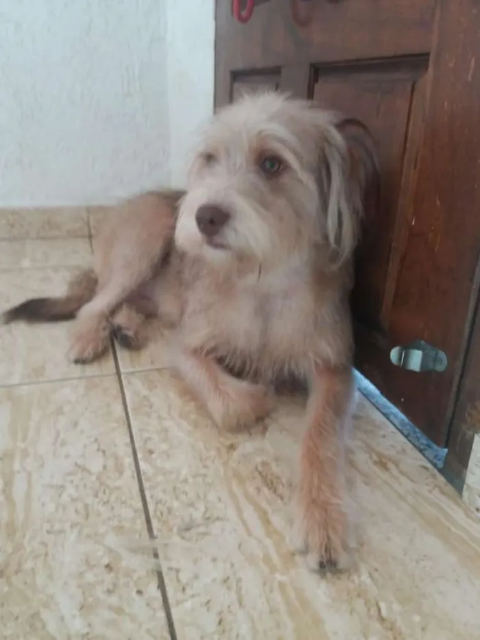 Cachorro ra a  idade 1 ano nome Lolla 2