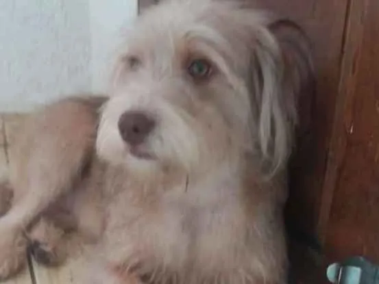 Cachorro ra a  idade 1 ano nome Lolla 2