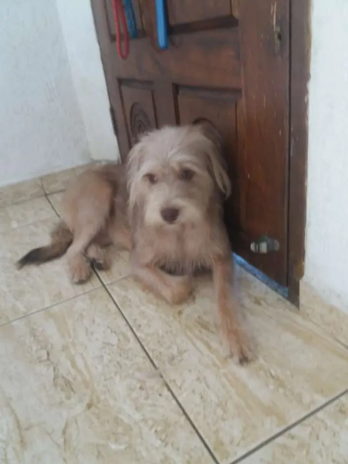 Cachorro ra a  idade 1 ano nome Lolla 2