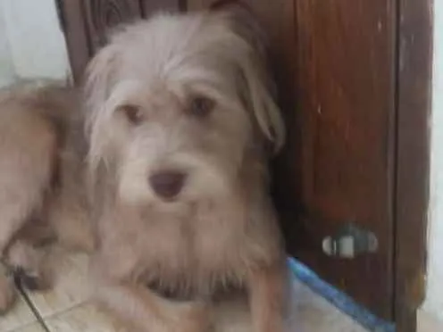 Cachorro ra a  idade 1 ano nome Lolla 2
