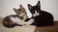 Gatos