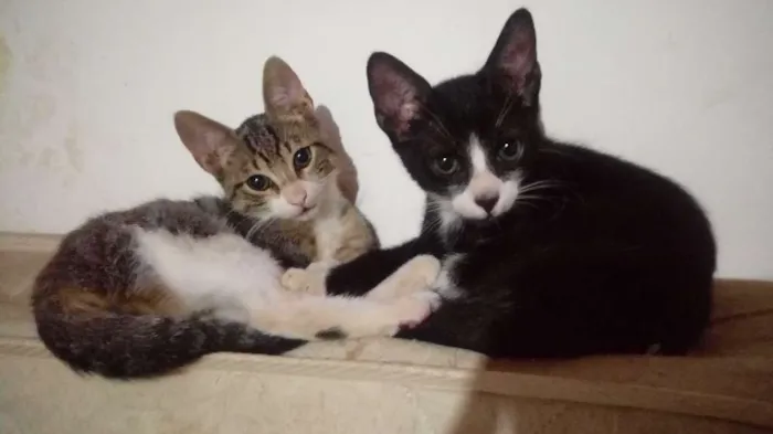Gato ra a  idade 2 a 6 meses nome Gatos