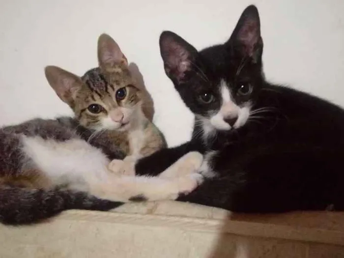 Gato ra a  idade 2 a 6 meses nome Gatos