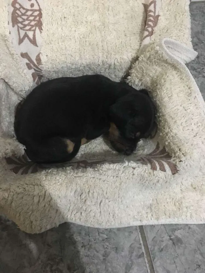 Cachorro raça  idade Abaixo de 2 meses nome Pantera