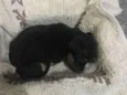 Pantera
