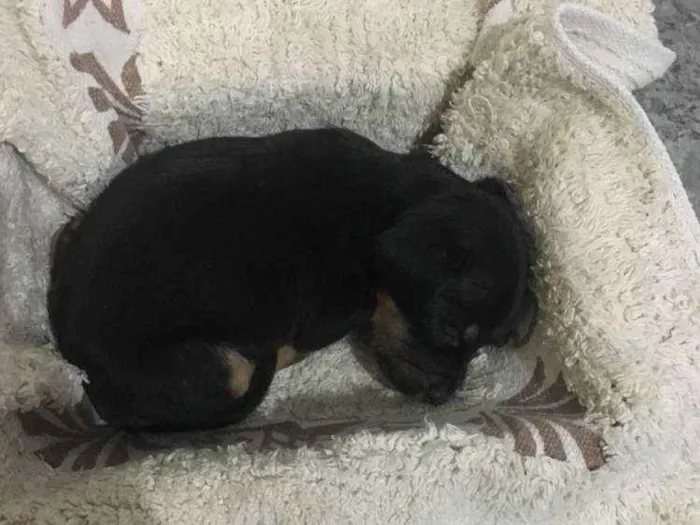 Cachorro raça  idade Abaixo de 2 meses nome Pantera