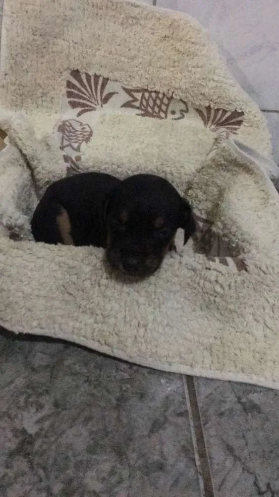 Cachorro raça  idade Abaixo de 2 meses nome Pantera
