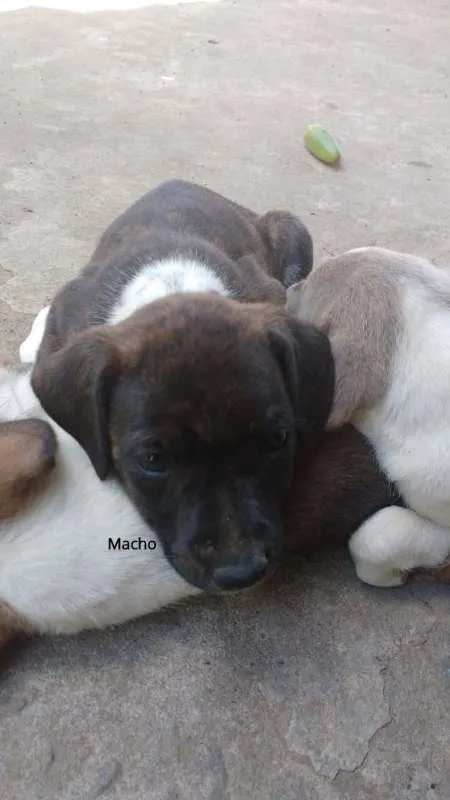 Cachorro raça SRD idade Abaixo de 2 meses nome SN
