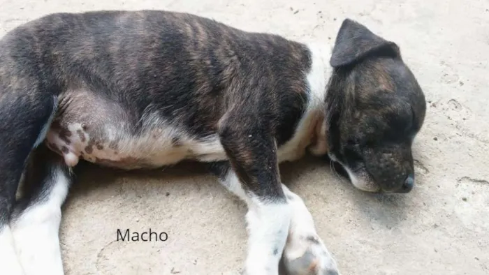 Cachorro raça SRD idade Abaixo de 2 meses nome SN