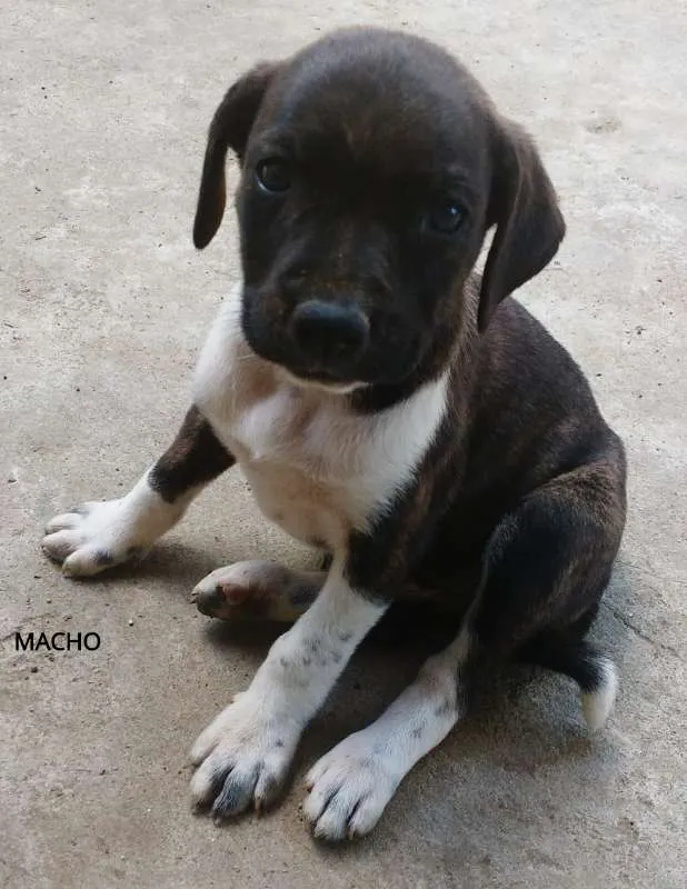Cachorro raça SRD idade Abaixo de 2 meses nome SN