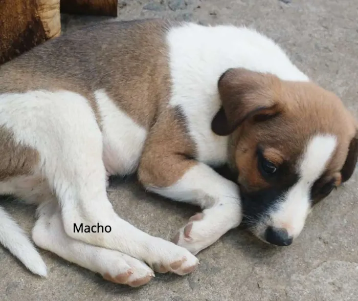 Cachorro raça SRD idade Abaixo de 2 meses nome SN