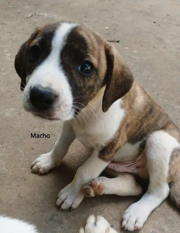 Cachorro raça SRD idade Abaixo de 2 meses nome SN