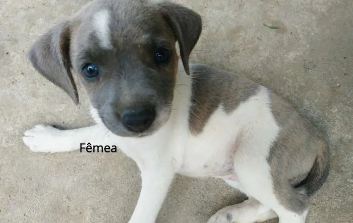 Cachorro raça SRD idade Abaixo de 2 meses nome SN