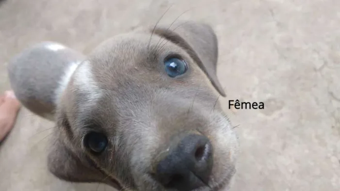 Cachorro raça SRD idade Abaixo de 2 meses nome SN