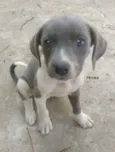 SN