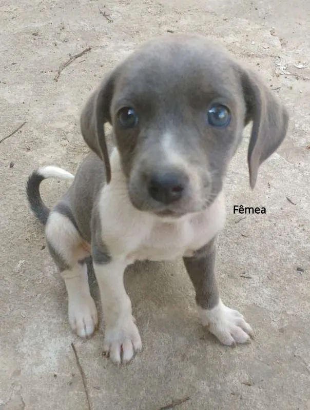 Cachorro raça SRD idade Abaixo de 2 meses nome SN
