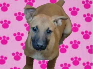 Cachorro raça Vira Lata idade 2 a 6 meses nome Pimentinha