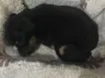 Pantera