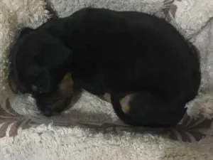 Cachorro raça  idade Abaixo de 2 meses nome Pantera