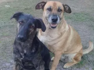 Cachorro raça Indefinida idade 1 ano nome Mel e linda